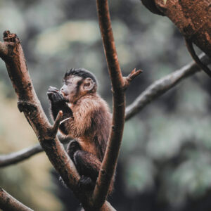 Mayan Jungle Monkey Tour — Ceremony, Canoe, Zipline & Cenote Swim