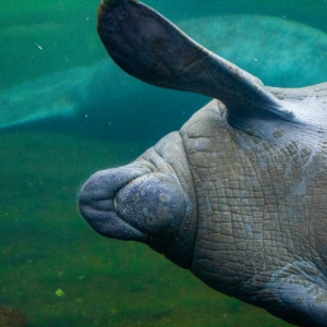 Private Cenote & Manatee Sanctuary Tour — Snorkel, Kayak & Paddleboard