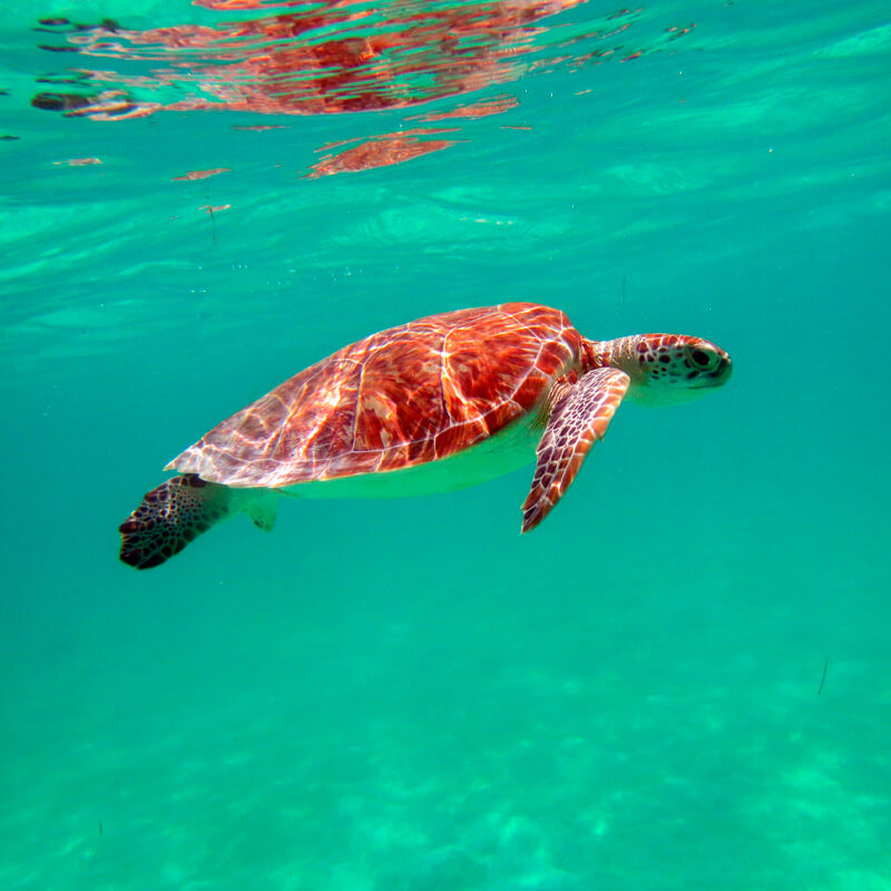 Akumal Turtle Snorkel & Cenote Tour — Swim with Sea Turtles in Tulum