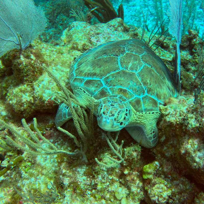 Akumal Turtle Snorkel & Cenote Tour — Swim with Sea Turtles in Tulum - Image 4